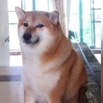 Muere Cheems, el icónico perro protagonista de miles de memes