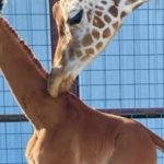 Video: El caso de la extraña jirafa que nació sin sus manchas características en zoológico de Tennessee