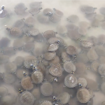 Devuelven a su hábitat natural más de 1.200 tortugas en el este de Colombia
