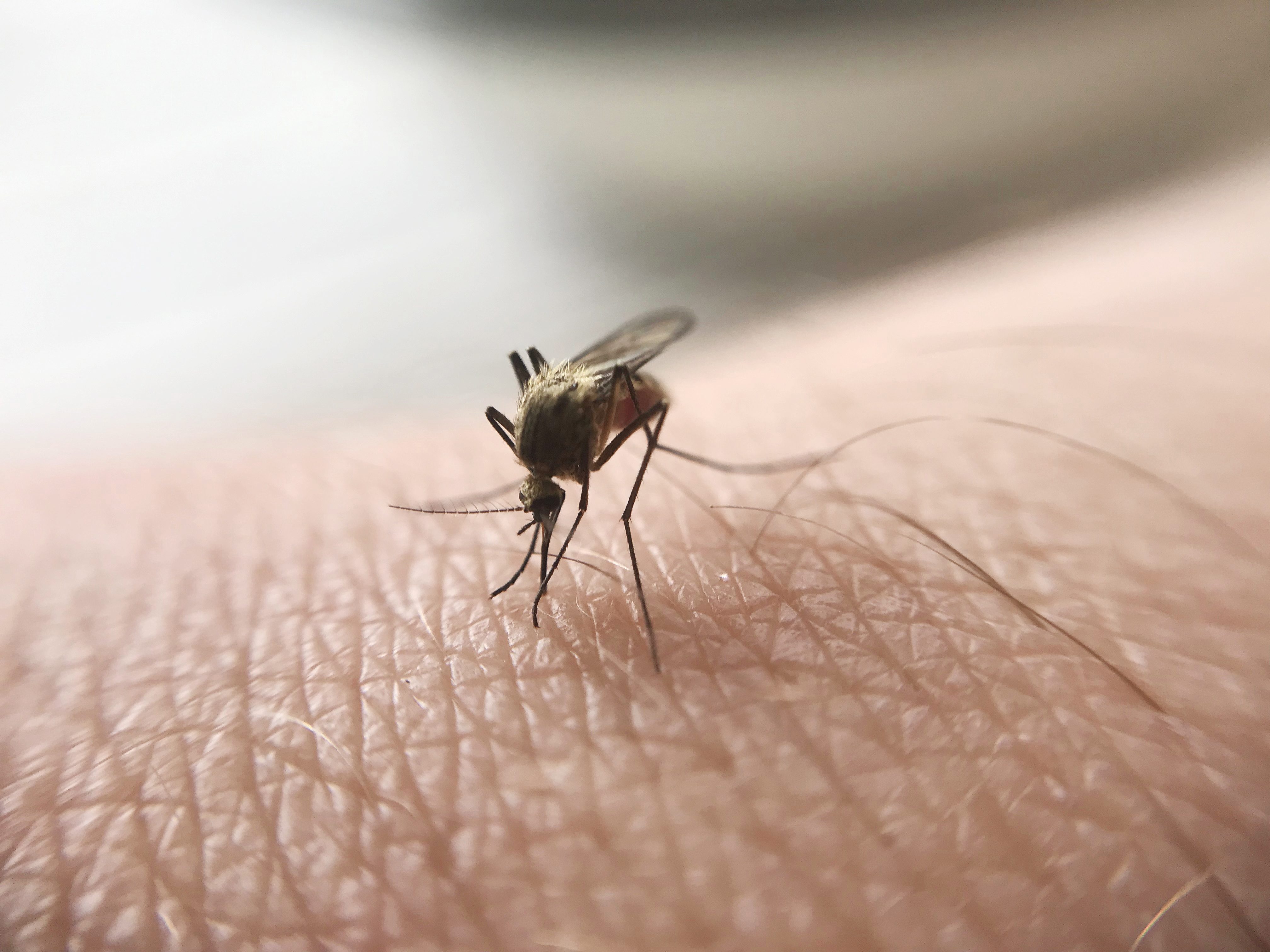 Zancudos dengue zacapa guatemala