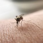 Cifra de contagios de dengue en Guatemala sube a 14 mil y autoridades de Salud dicen que en 15 días se verá cuál es el comportamiento real