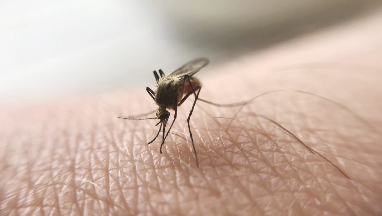 Zancudos dengue zacapa guatemala