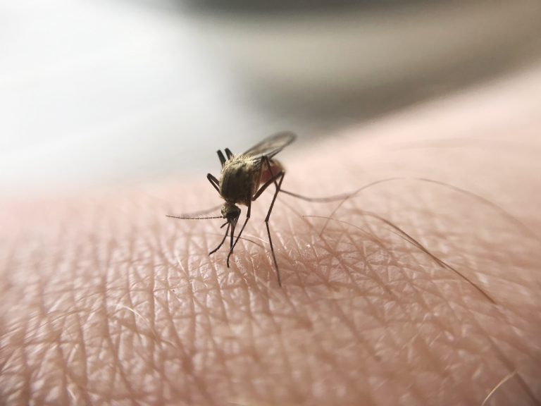 Zancudos dengue zacapa guatemala