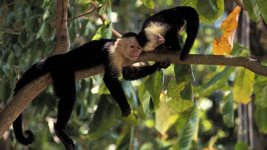 Cómo los animales tienen “amistades” sorprendentemente parecidas a las de los humanos