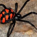 ¡Insólito! Niño fanático de “el hombre araña” se deja picar por una viuda negra para convertirse en superhéroe