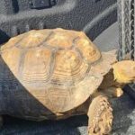 Tortuga gigante de 100 años escapó de casa de sus amos y así quedó grabado el reencuentro