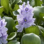 La hermosa planta de Sudamérica que es la especie invasora más dominante del planeta