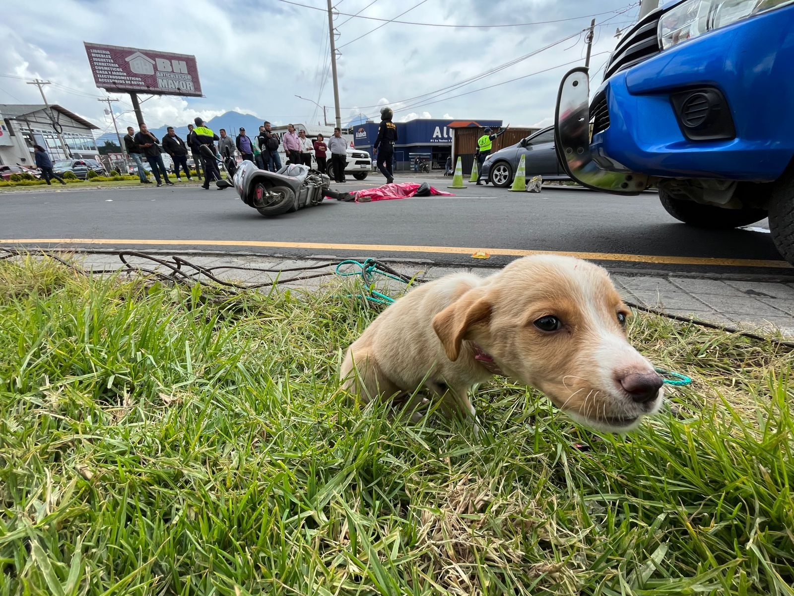 perrito zona 12