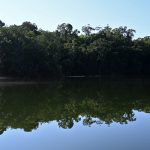La lucha de la selva de Guatemala, la mayor de Centroamérica, por sobrevivir a la ganadería ilegal