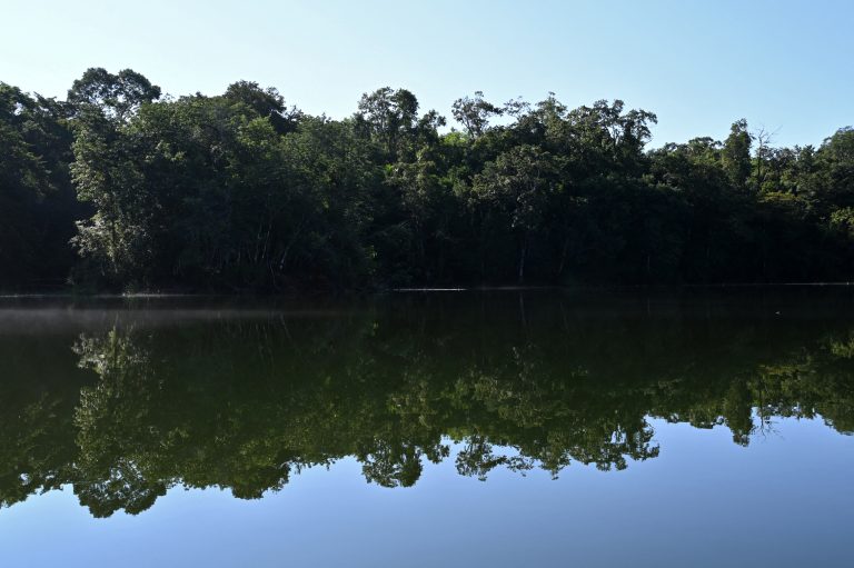 La lucha de la selva de Guatemala, la mayor de Centroamérica, por sobrevivir a la ganadería ilegal