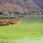 Esta es la explicación del Ministerio de Ambiente por la mortandad de peces en el Lago de Amatitlán