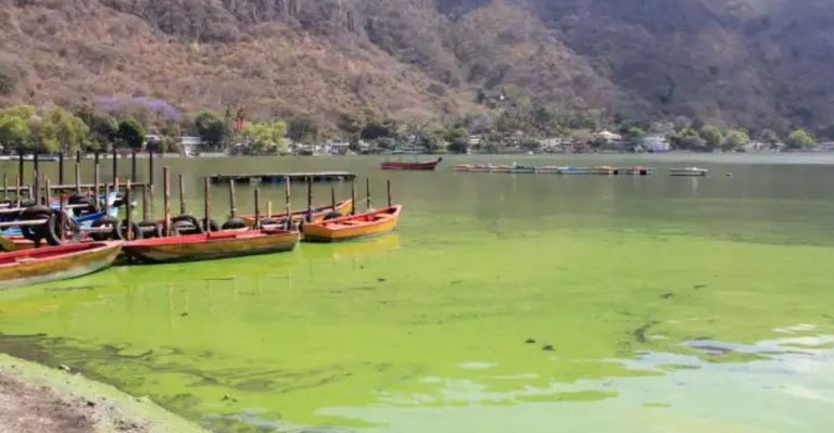 Esta es la explicación del Ministerio de Ambiente por la mortandad de peces en el Lago de Amatitlán