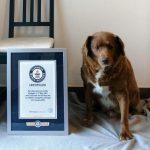 Murió Bobi: El perro más longevo del mundo tenía 31 años