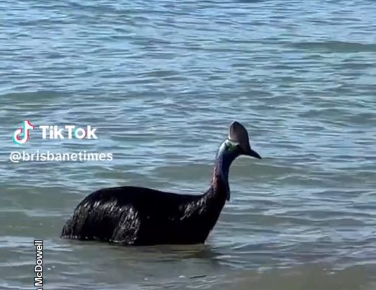 Video muestra al ‘ave más peligrosa del mundo’ nadando en aguas australianas