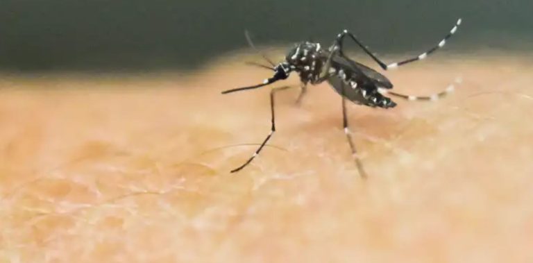 Guatemala supera los 50 mil casos de dengue este 2023 y se reportan 62 pacientes fallecidos