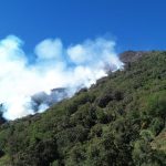 Incendios forestales arrasan miles de hectáreas de bosque