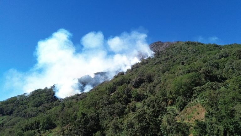 Incendios forestales arrasan miles de hectáreas de bosque