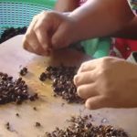 Zompopos de mayo, el exquisito platillo que es tradición en Guatemala