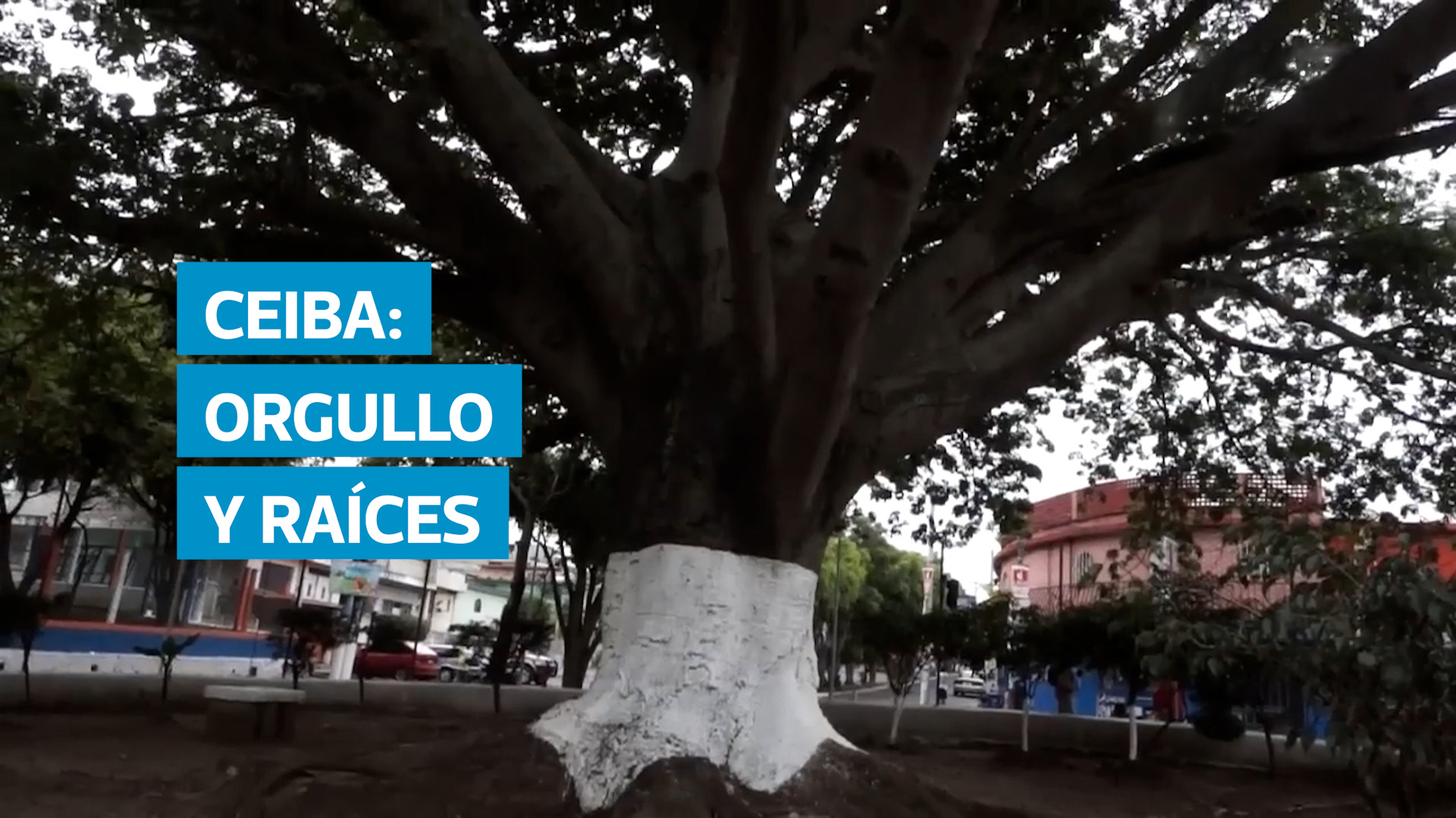 La Ceiba pentandra, símbolo ancestral de sabiduría, vida y fortaleza, fue declarada árbol nacional de Guatemala por su profundo significado cultural. Desde la época precolombina ha sido considerada sagrada por los pueblos mayas, quienes la veían como el pilar que sostiene el universo. Hoy sigue siendo punto de encuentro, respeto y herencia viva en muchas comunidades del país.