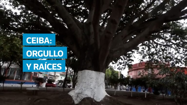 La Ceiba pentandra, símbolo ancestral de sabiduría, vida y fortaleza, fue declarada árbol nacional de Guatemala por su profundo significado cultural. Desde la época precolombina ha sido considerada sagrada por los pueblos mayas, quienes la veían como el pilar que sostiene el universo. Hoy sigue siendo punto de encuentro, respeto y herencia viva en muchas comunidades del país.