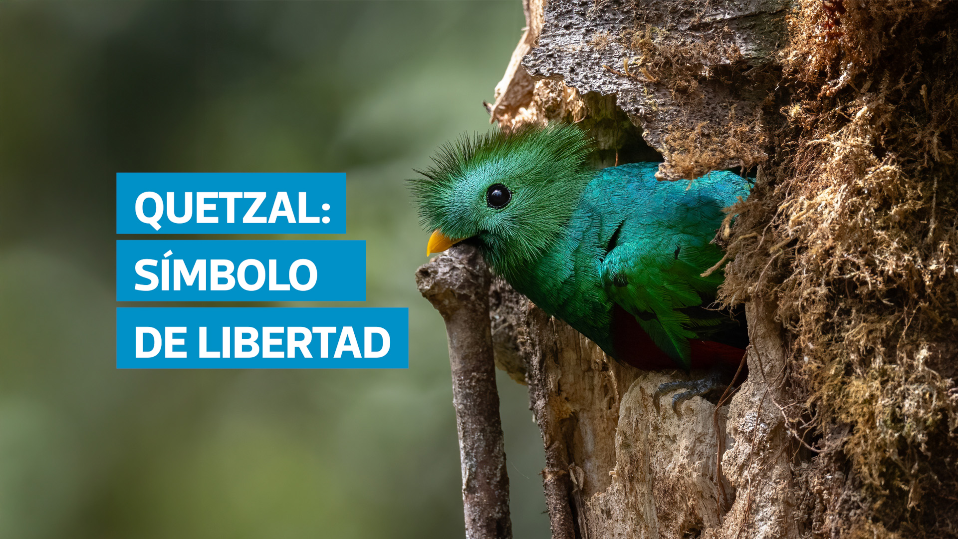 VIDEO | El quetzal, ave nacional y símbolo de independencia de Guatemala