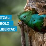 VIDEO | El quetzal, ave nacional y símbolo de independencia de Guatemala