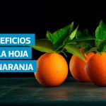 VIDEO | Té de hoja de naranja: propiedades curativas y advertencias que debe conocer