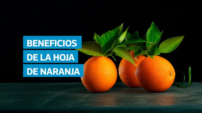 Consumir hoja de naranja en té puede favorecer la relajación, aliviar síntomas digestivos y aportar vitaminas esenciales como la C y la K, útiles para la salud de los huesos. Nutricionistas como Arlene Carrera y Mónica Cristina Pinto destacan su efecto antioxidante y calmante, aunque advierten no abusar de su consumo en personas con problemas de coagulación.