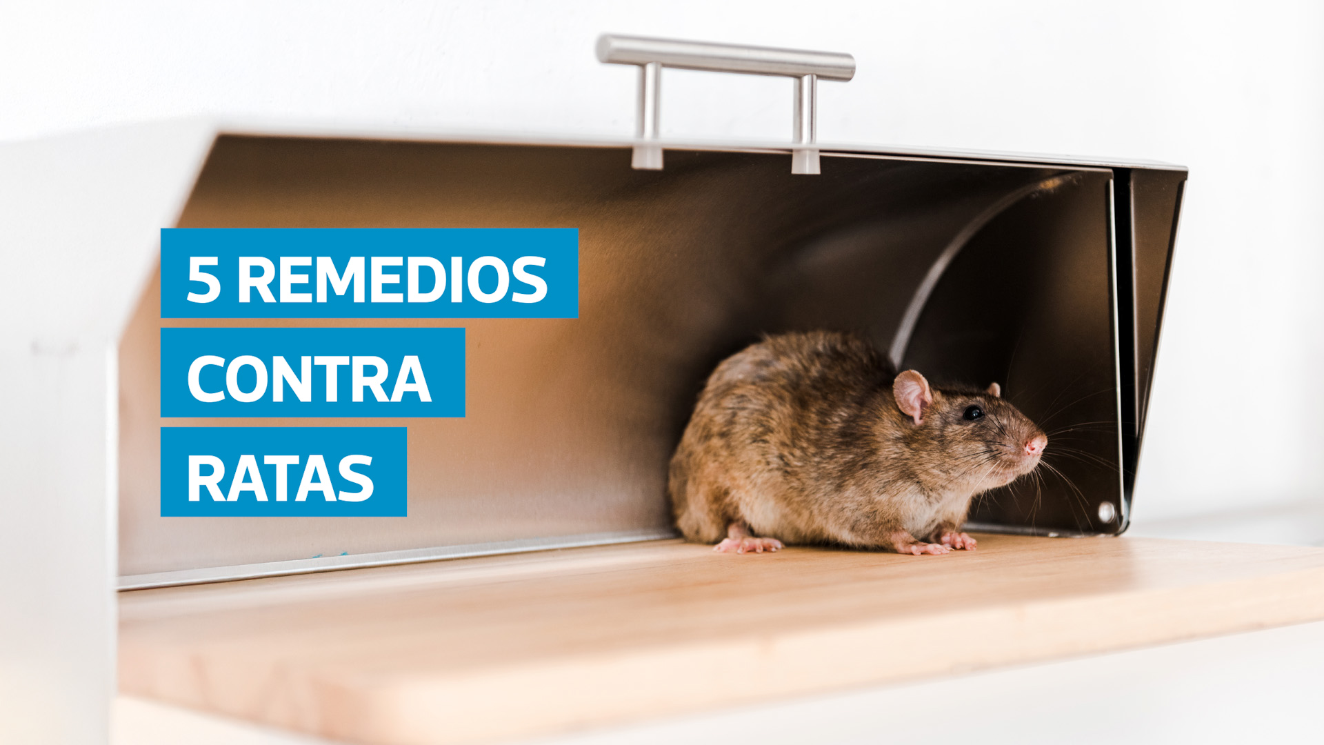 VIDEO | Cómo ahuyentar ratas con 5 remedios caseros seguros y económicos