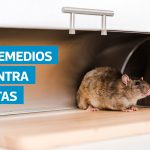 VIDEO | Cómo ahuyentar ratas con 5 remedios caseros seguros y económicos