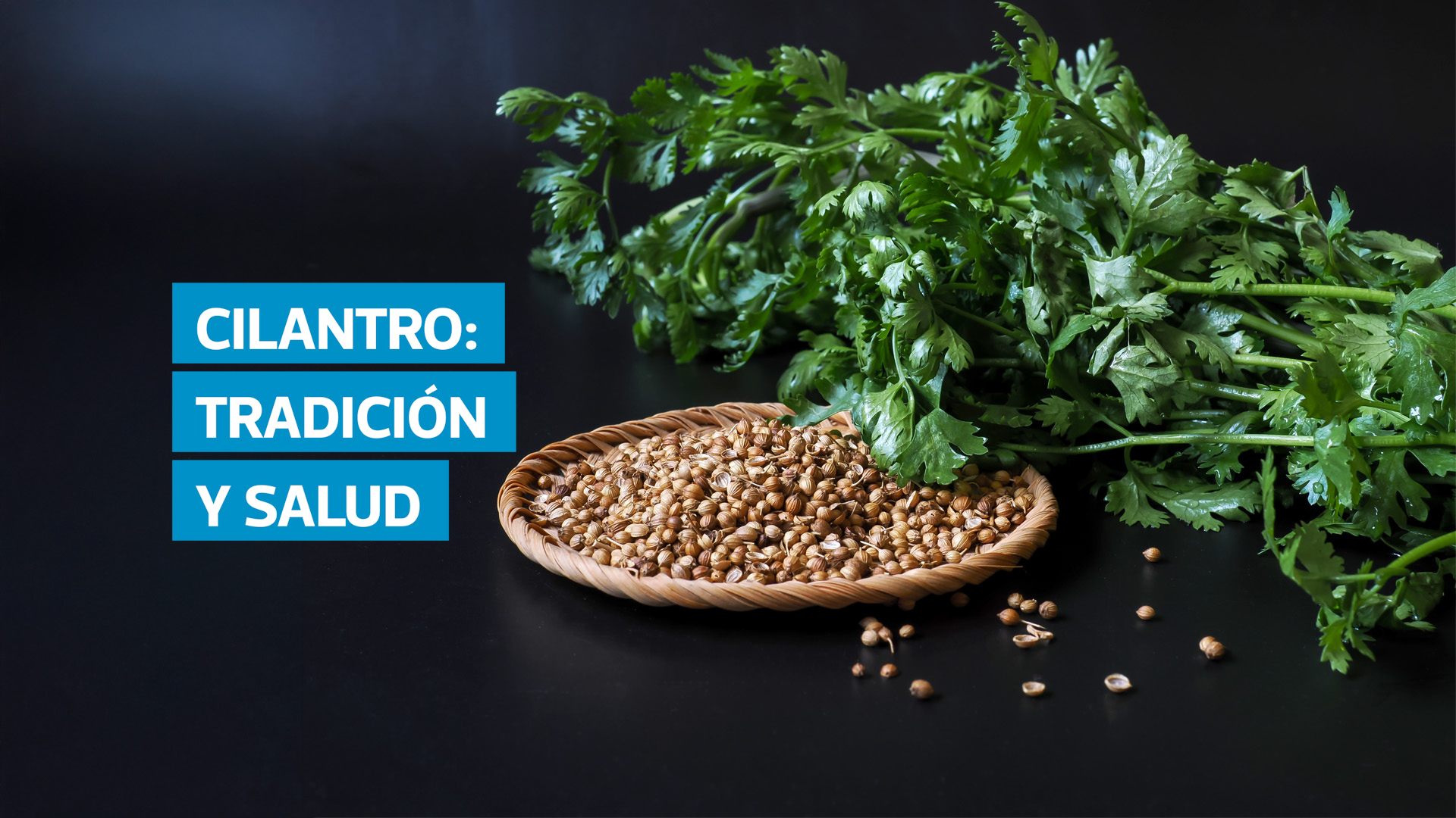 VIDEO | Cilantro en Guatemala: propiedades y usos del culantro europeo y el zamat