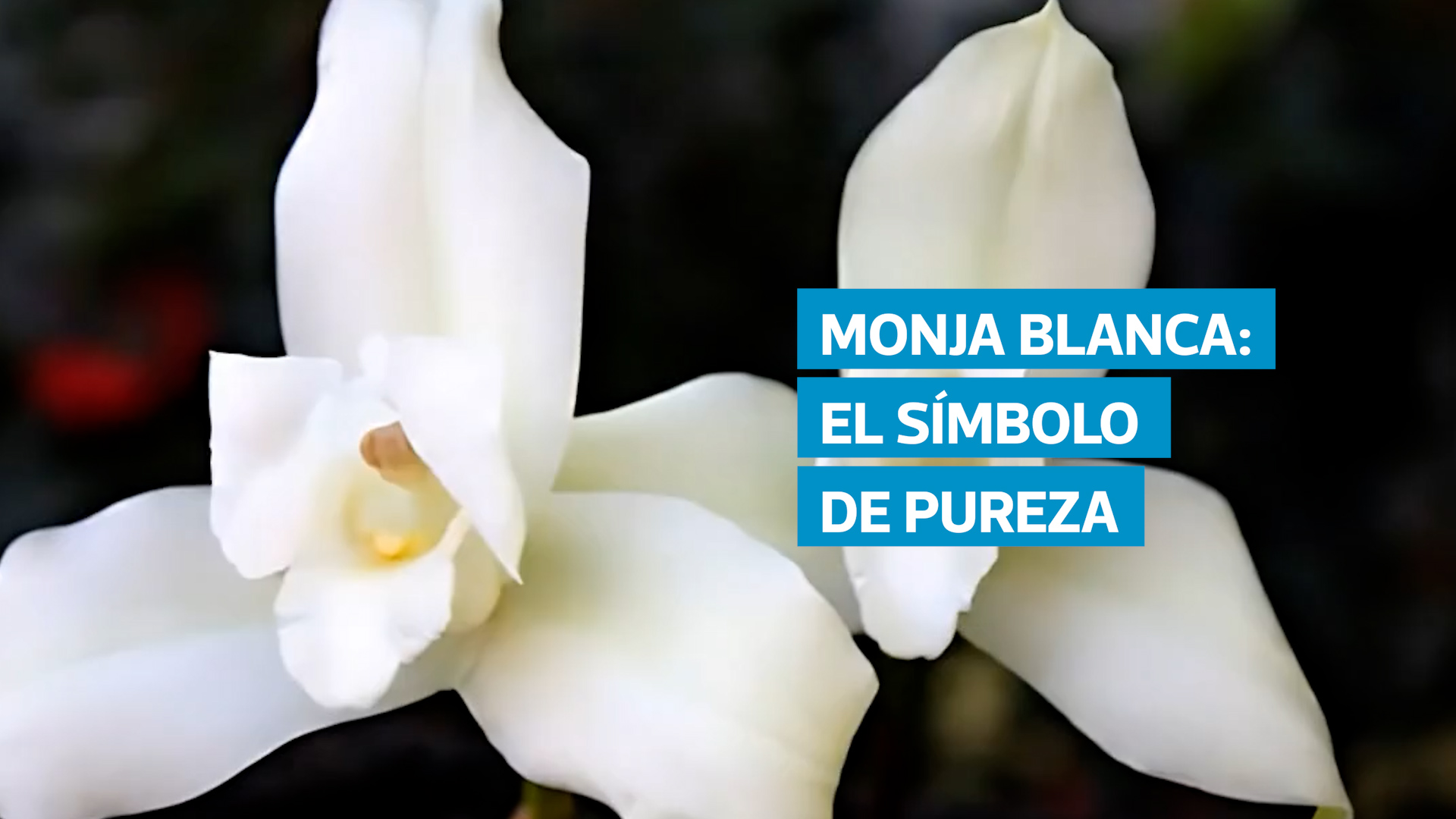 Símbolo patrio desde 1934, la Monja Blanca destaca por su belleza y significado ancestral. Esta orquídea endémica de Alta Verapaz enfrenta hoy amenazas críticas por la pérdida de su hábitat y su extracción ilegal, lo que ha motivado iniciativas de conservación para protegerla del riesgo de extinción.