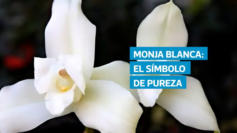 Símbolo patrio desde 1934, la Monja Blanca destaca por su belleza y significado ancestral. Esta orquídea endémica de Alta Verapaz enfrenta hoy amenazas críticas por la pérdida de su hábitat y su extracción ilegal, lo que ha motivado iniciativas de conservación para protegerla del riesgo de extinción.