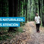VIDEO | Así ayuda la naturaleza a potenciar tu atención y creatividad