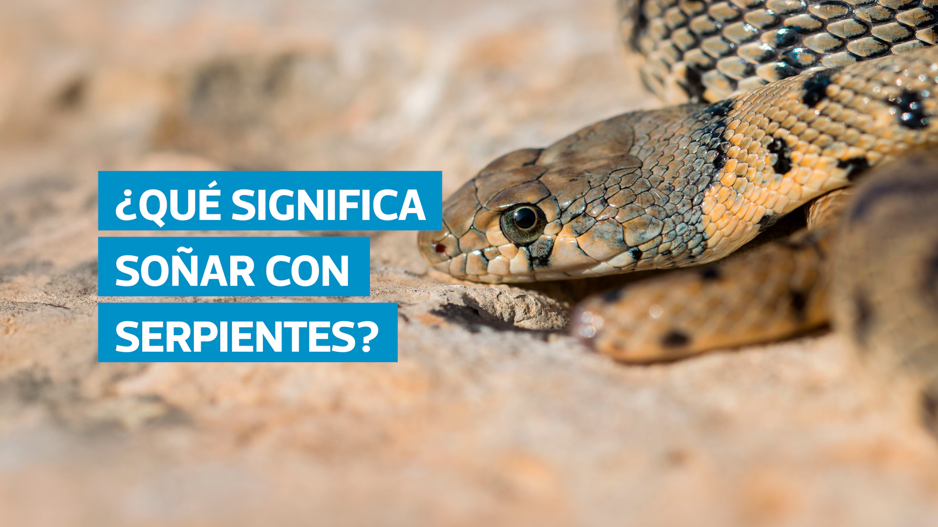 VIDEO | Qué significa soñar con serpientes, víboras y culebras: lo que dicen los expertos