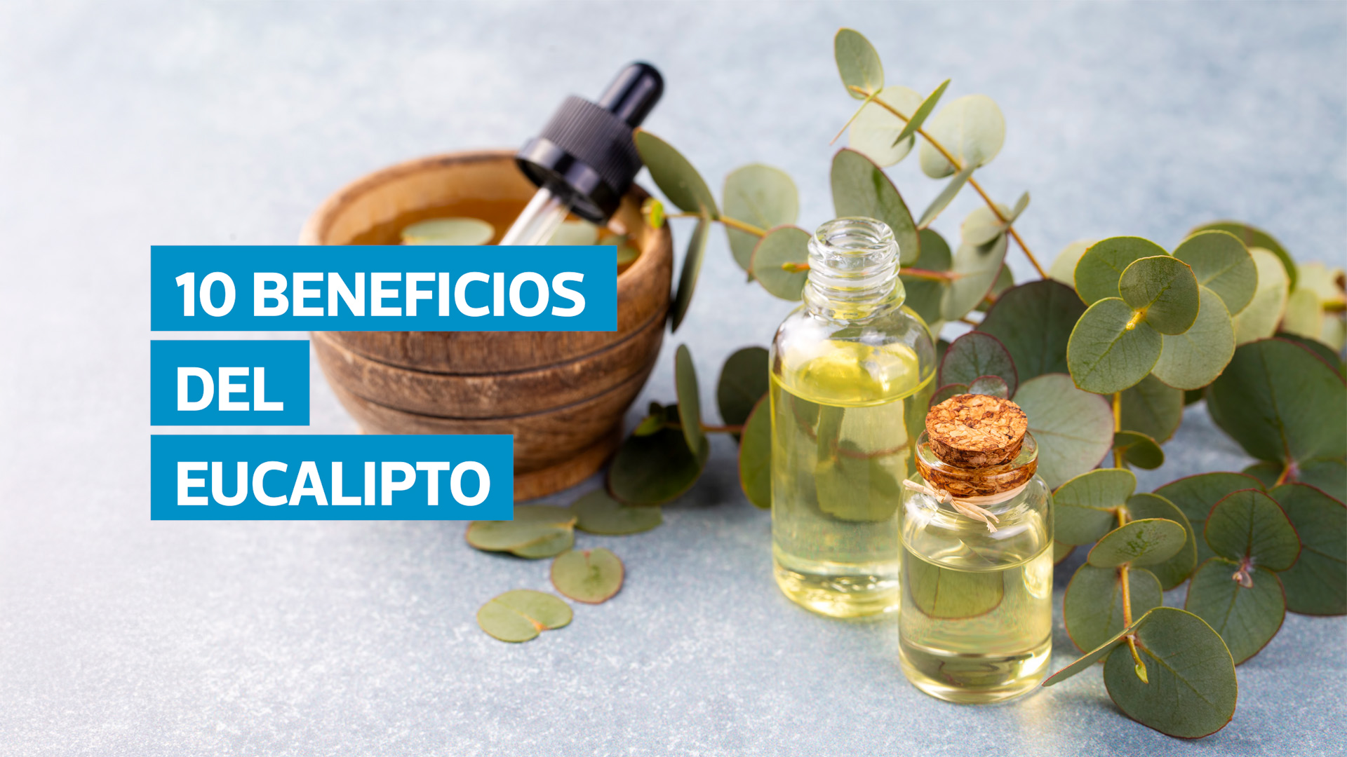 VIDEO | Eucalipto: 10 usos medicinales y precauciones antes de consumirlo
