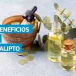 VIDEO | Eucalipto: 10 usos medicinales y precauciones antes de consumirlo