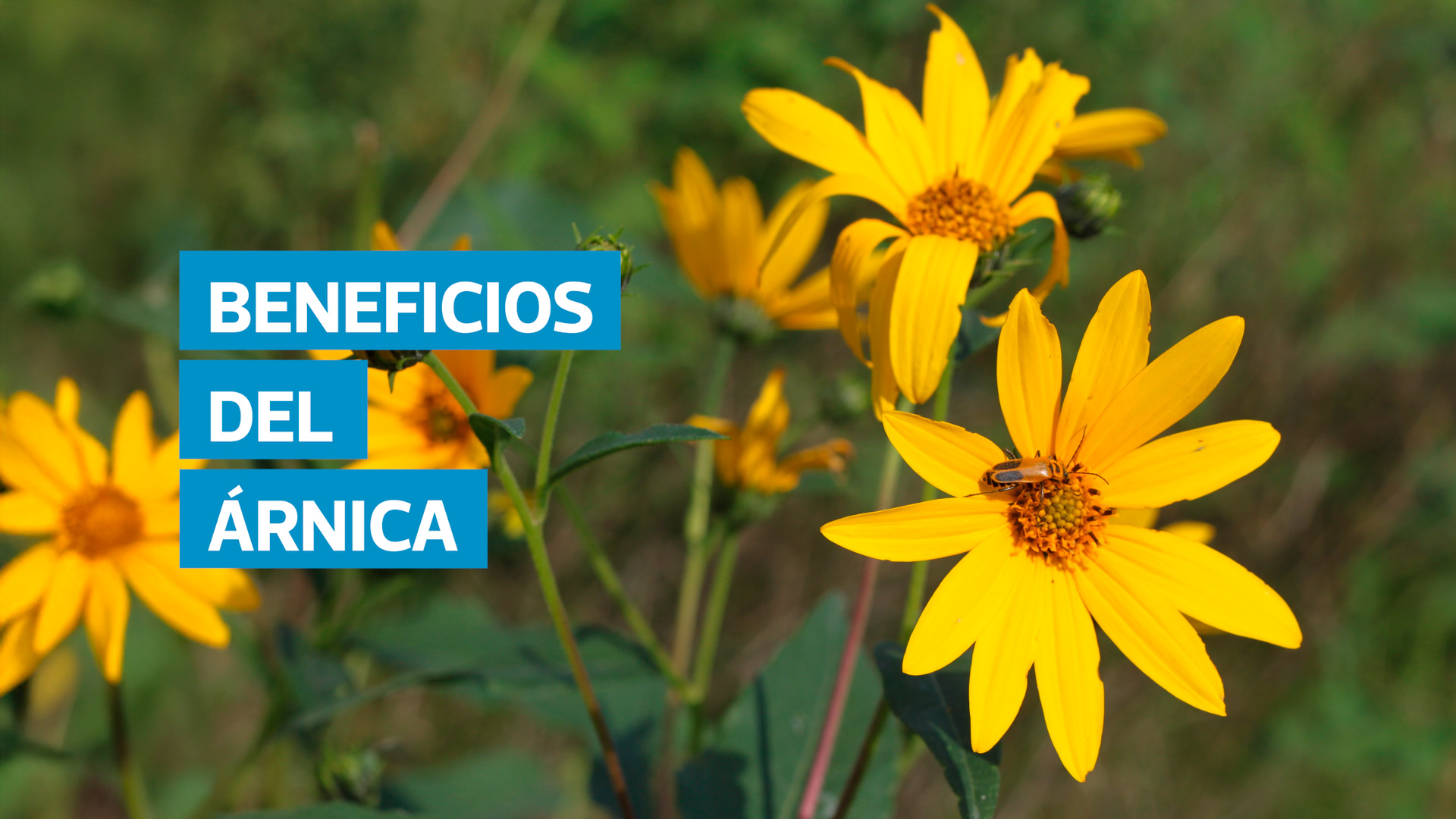Usada desde hace siglos, el árnica destaca por aliviar dolores, estimular la circulación y regenerar tejidos. Sin embargo, su uso inadecuado puede causar efectos adversos. Conozca sus beneficios y las precauciones que debe tener antes de aplicarla.